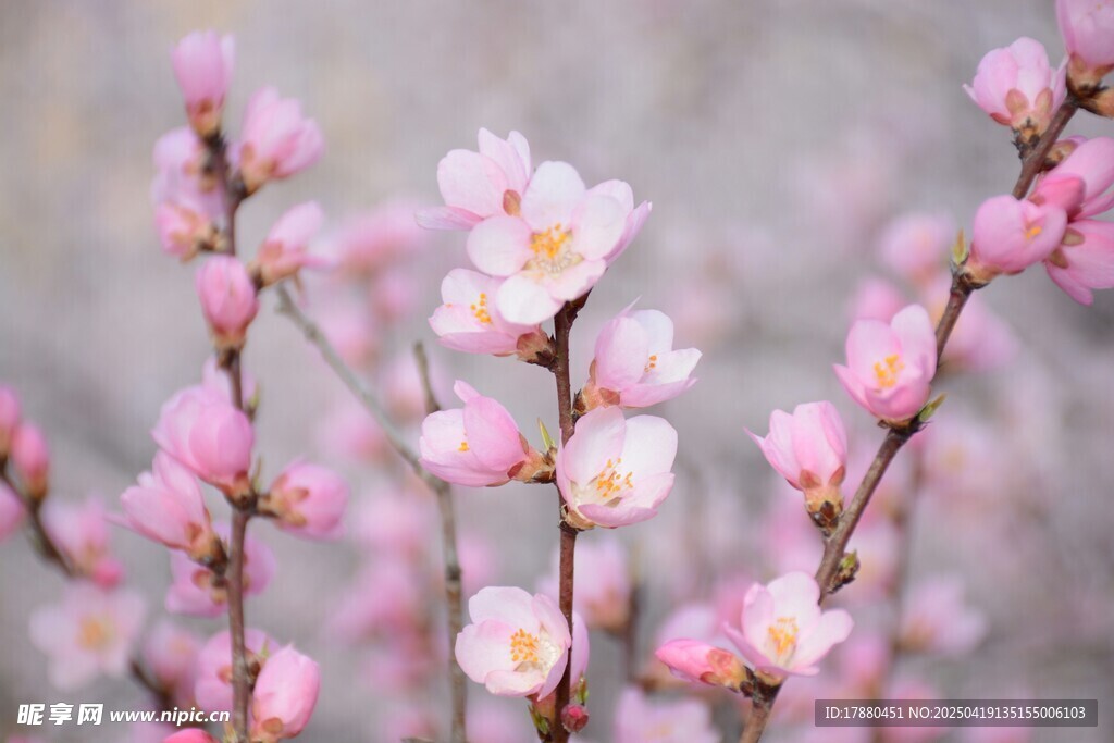 桃花