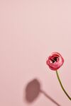 花毛茛