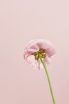 花毛茛