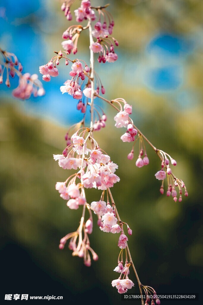 樱花