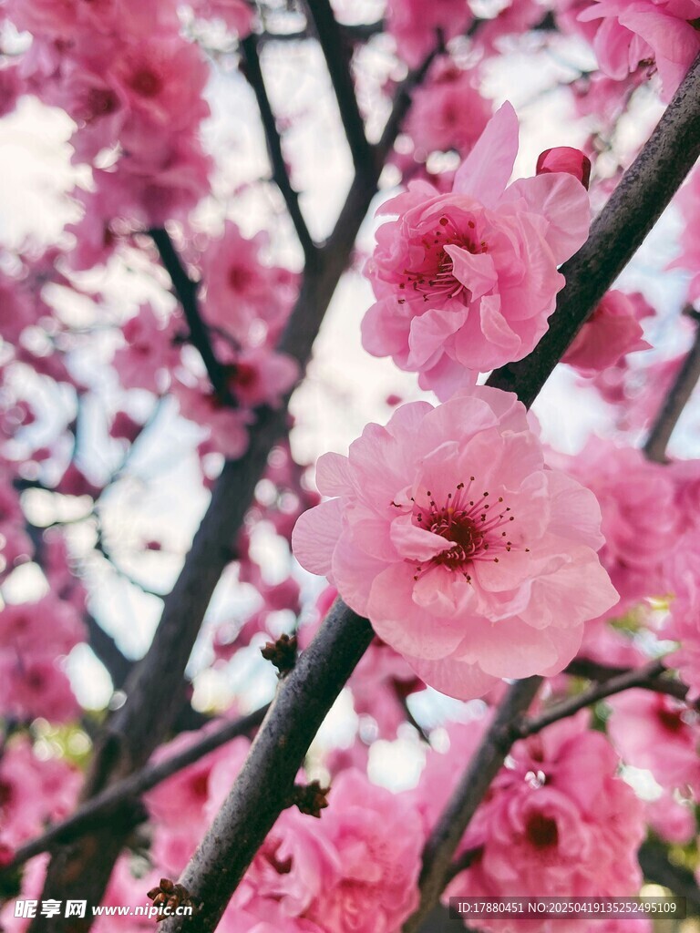 樱花