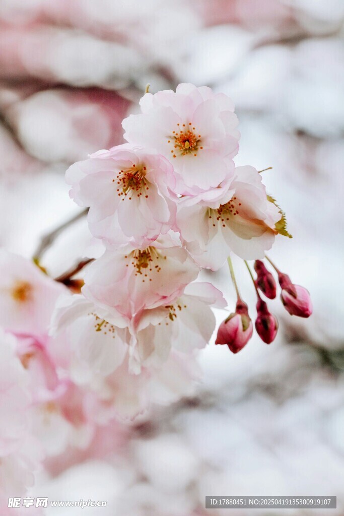 樱花