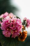 芙蓉