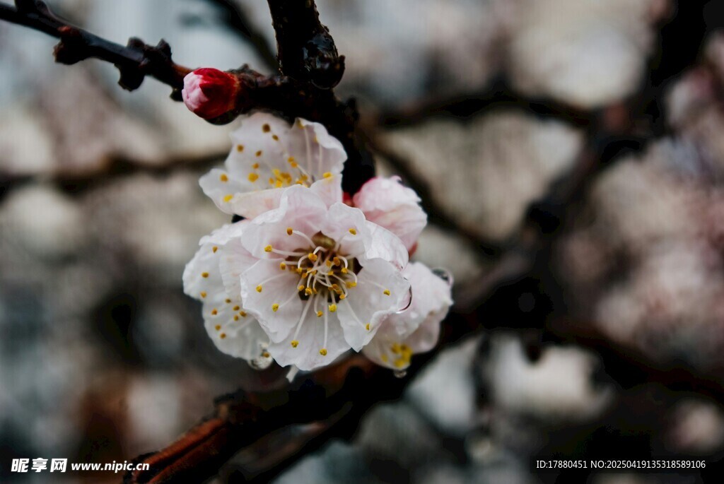 梅花