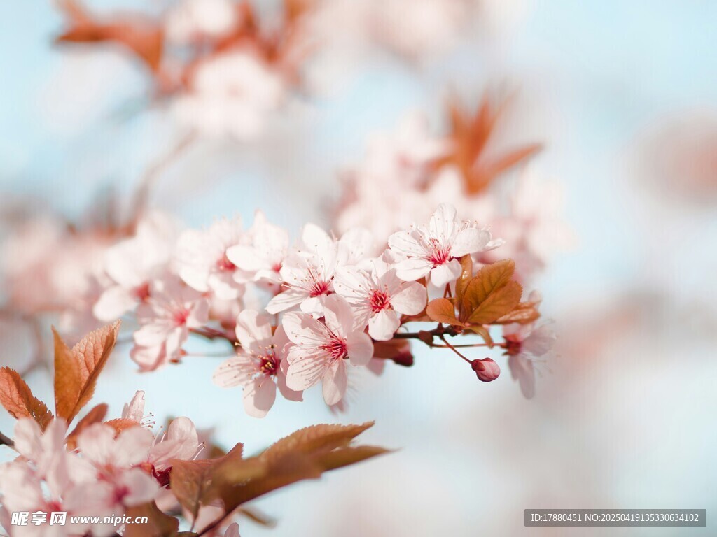 樱花