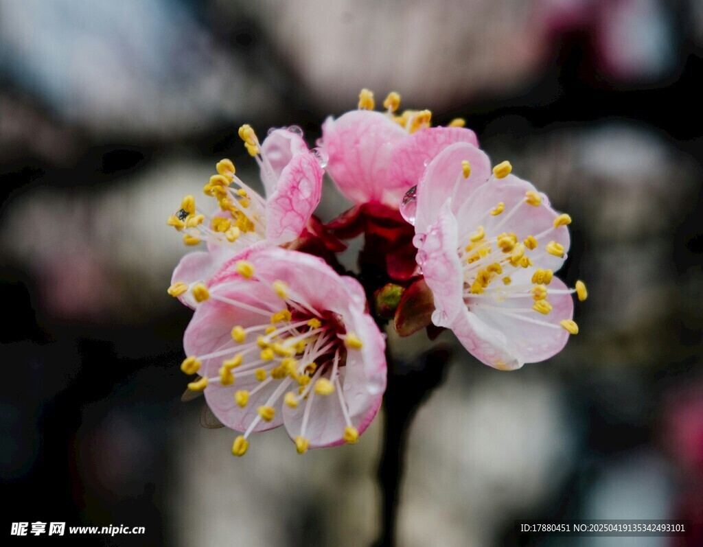 桃花