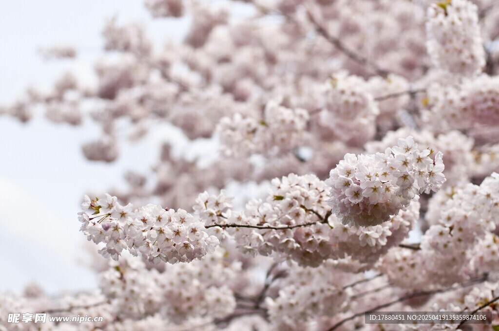 樱花