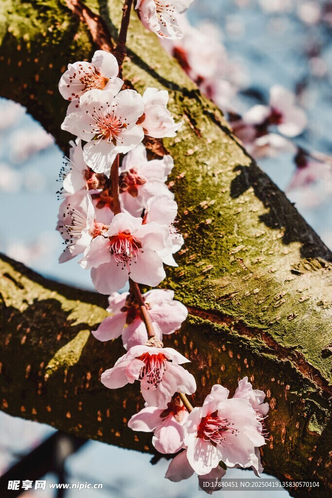 桃花