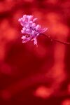 娇艳紫花