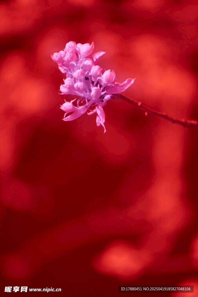 娇艳紫花