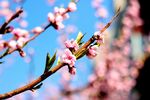 桃花绽放