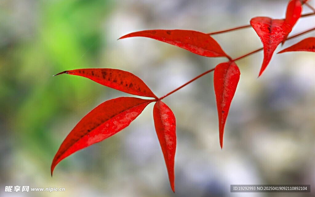 红嫩枝叶特写