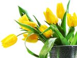 黄色郁金香花束清新雅致