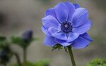 蓝色银莲花特写