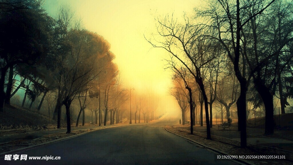 夕阳下的林荫道路