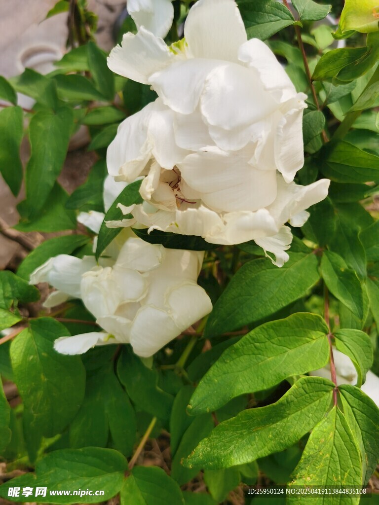 牡丹花