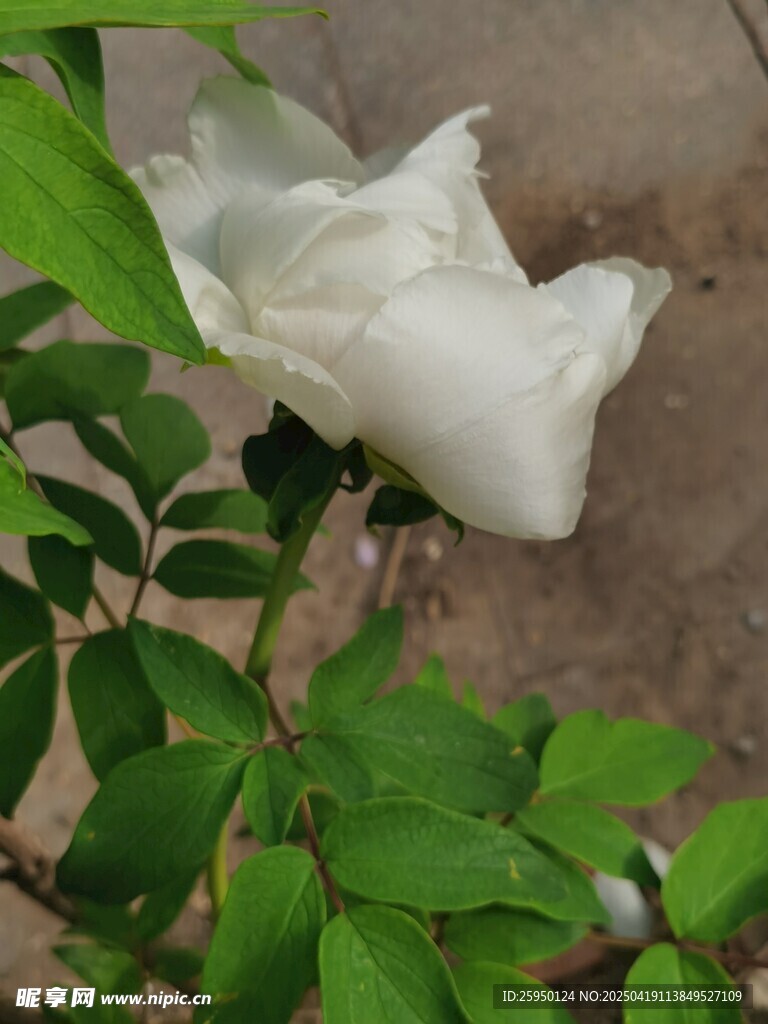 牡丹