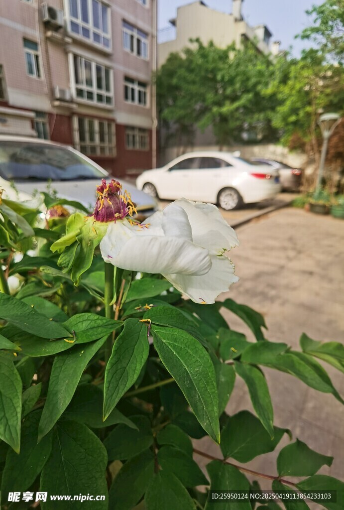 牡丹花