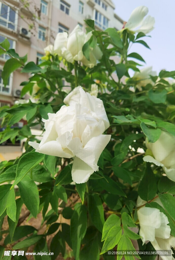 牡丹花
