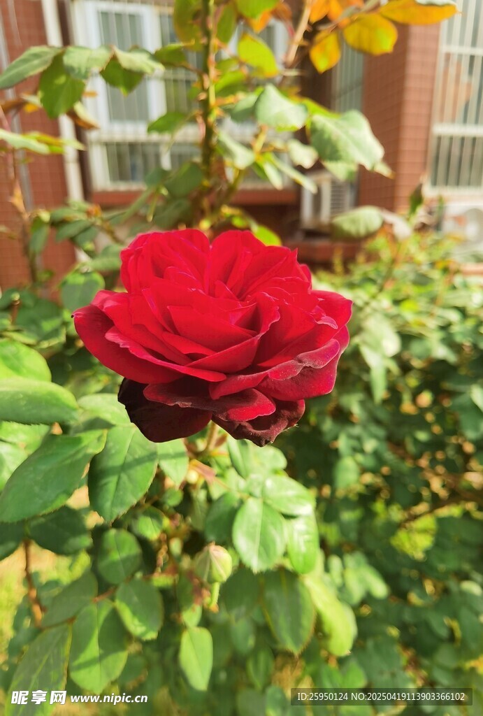 红玫瑰