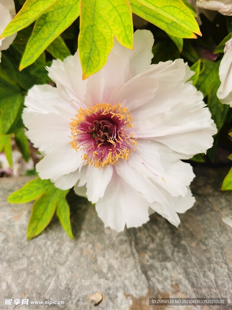 牡丹花