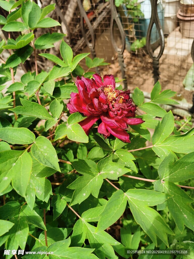 牡丹花