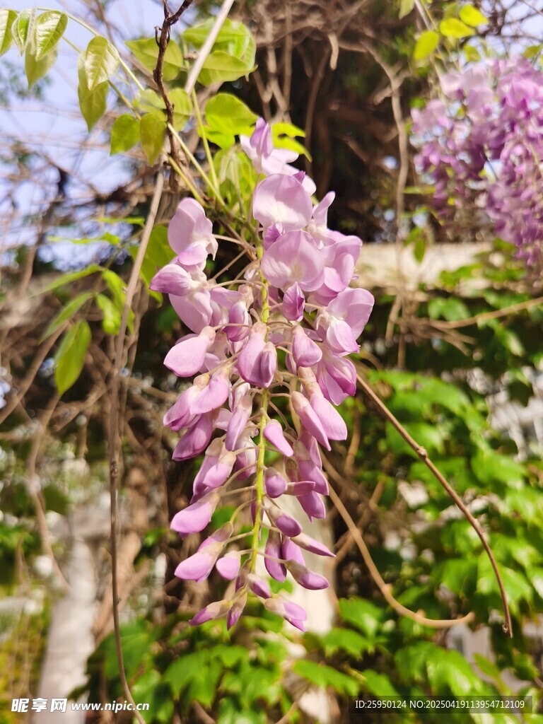 紫藤花