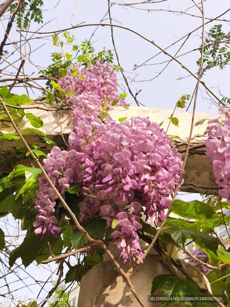 紫藤花