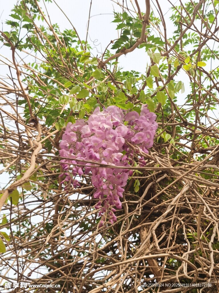 藤蔓 