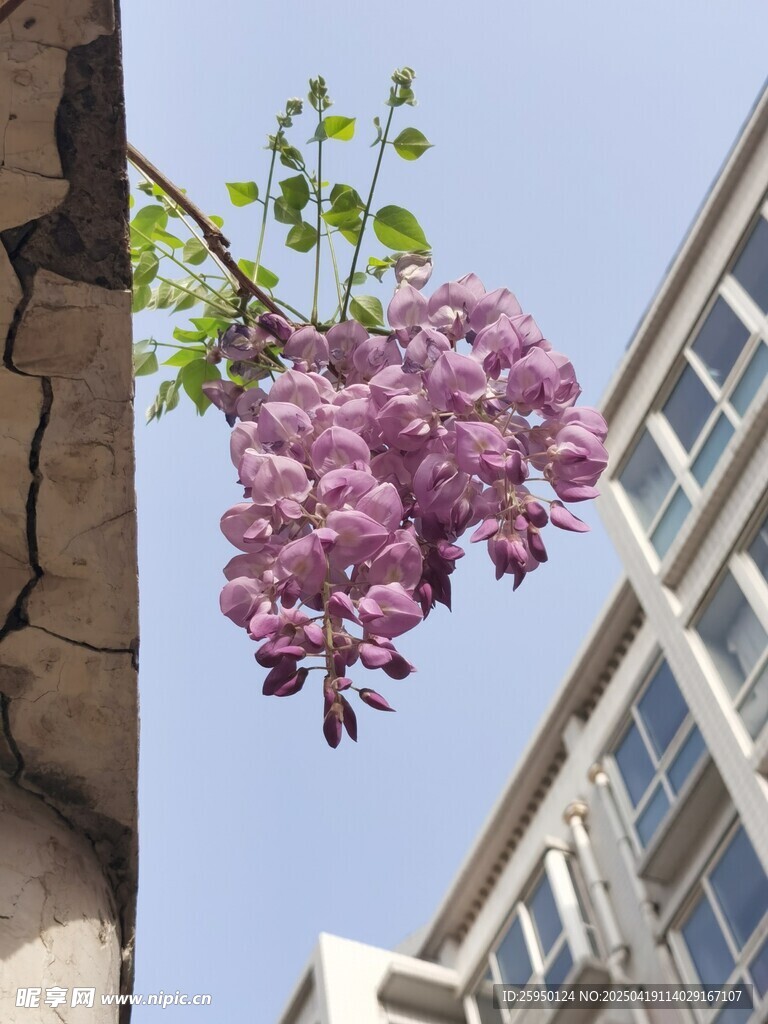 紫藤花