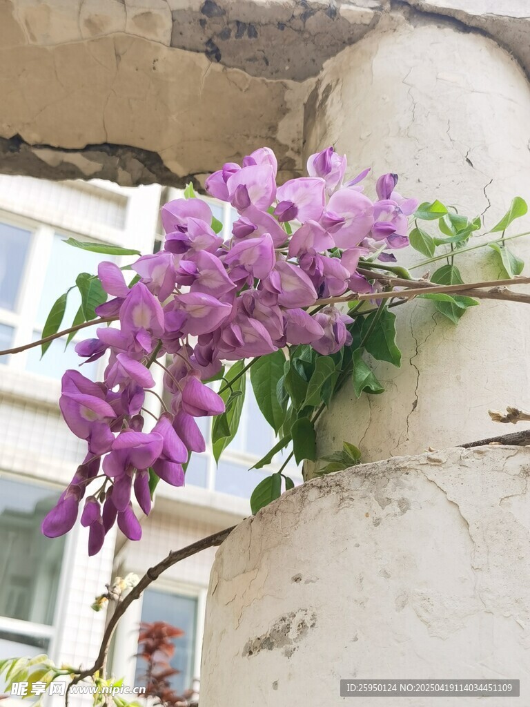 紫藤
