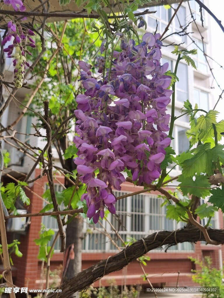 紫藤花