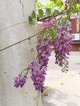 紫藤花