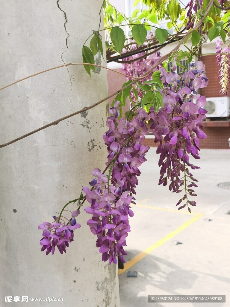 紫藤花