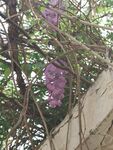 紫藤花