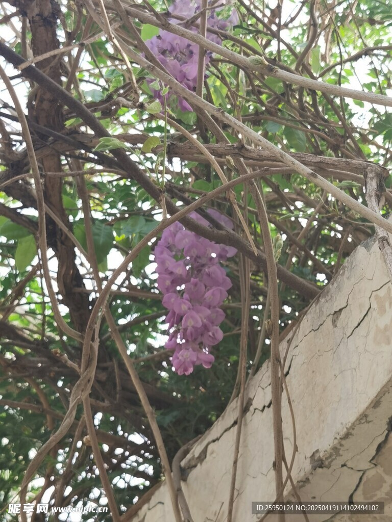 紫藤花
