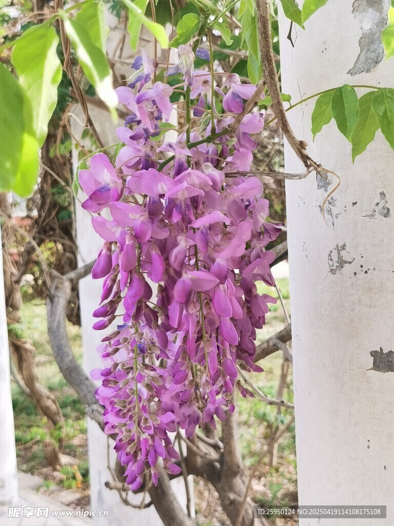 紫藤花
