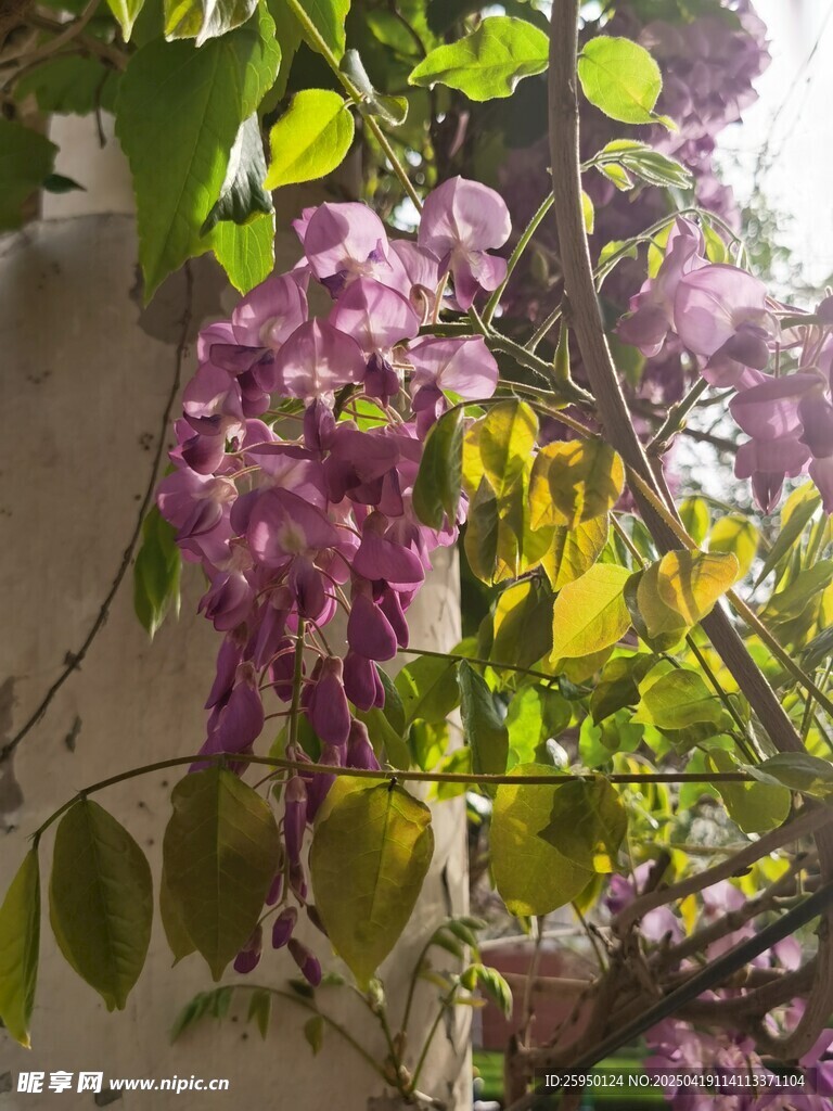 紫藤花