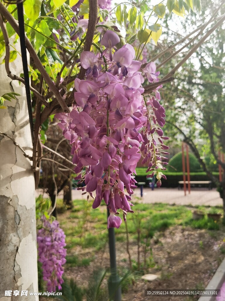 紫藤花