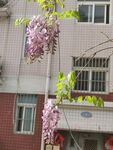 紫藤花