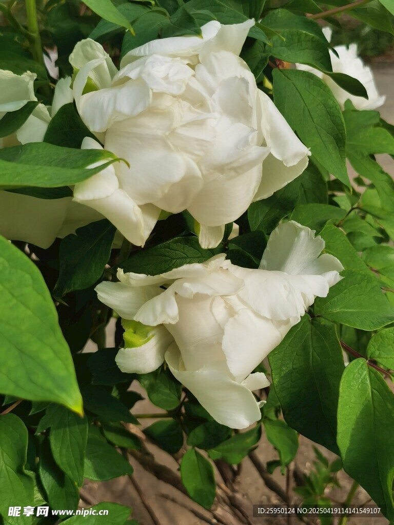 白牡丹