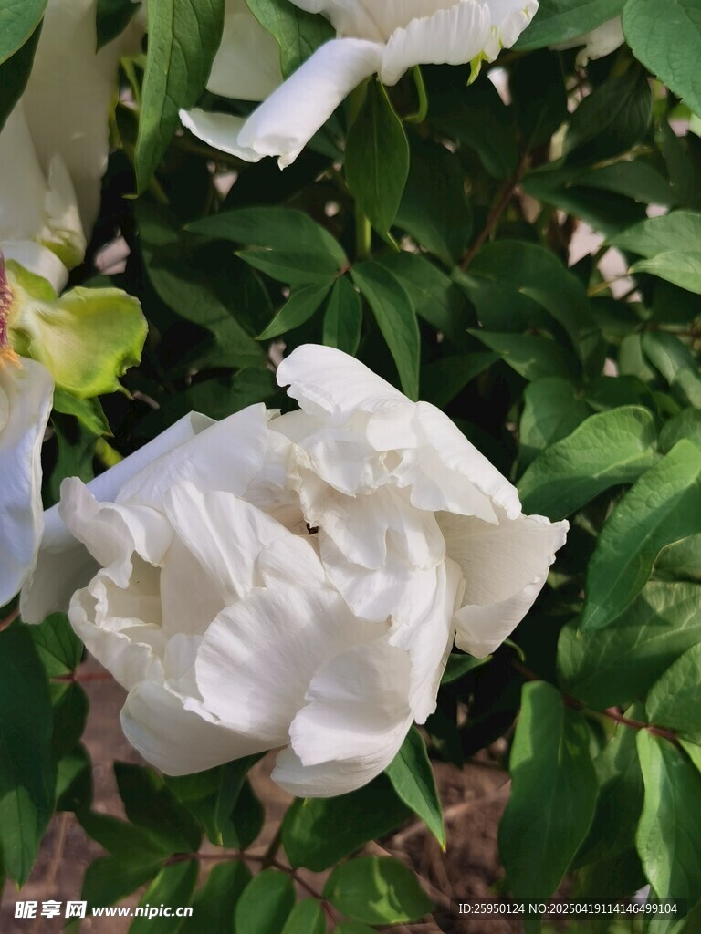 白牡丹