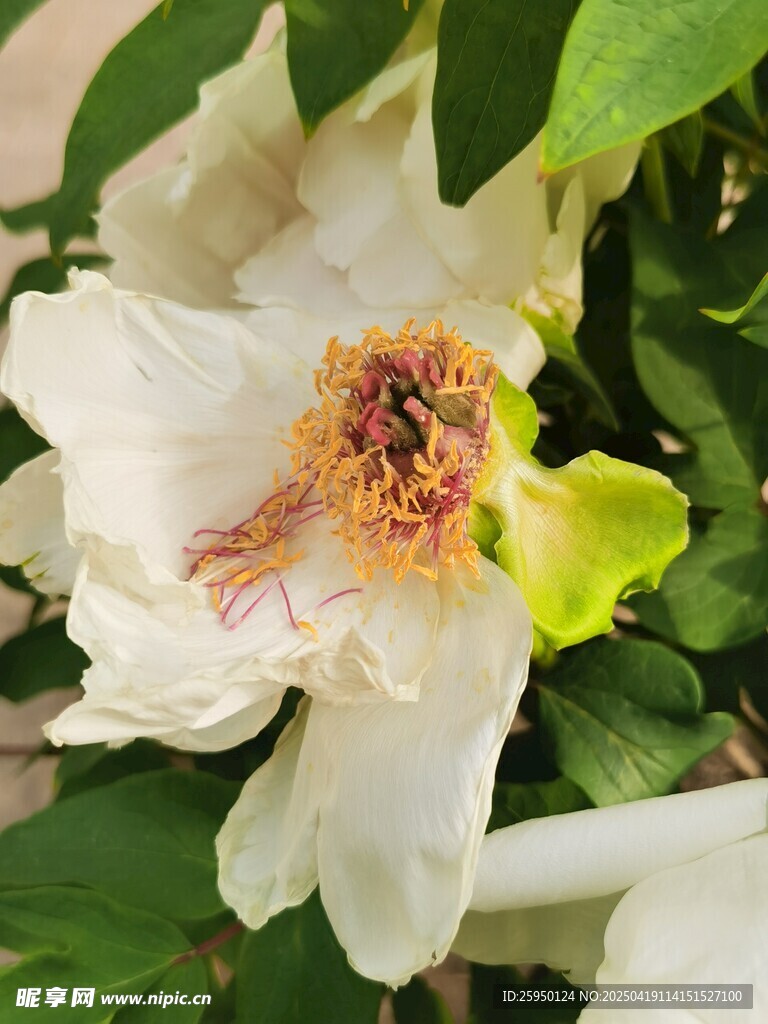 白牡丹
