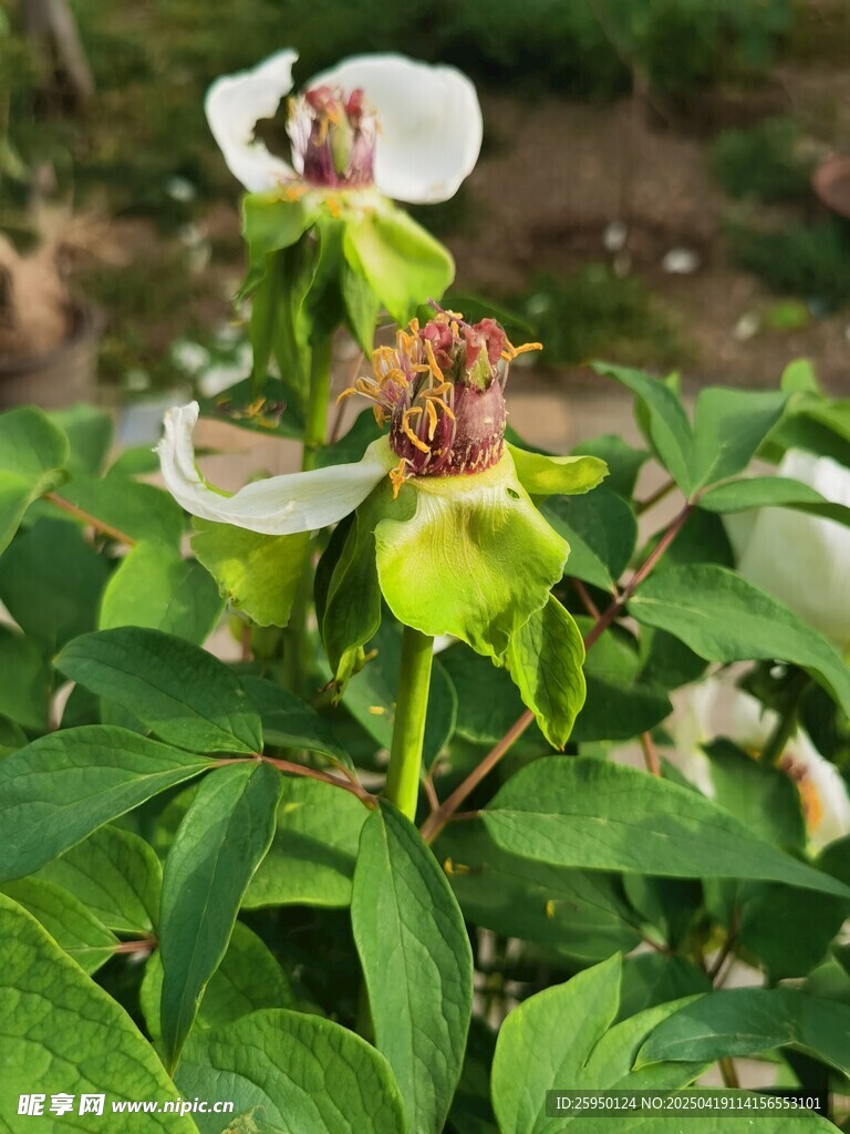 白牡丹
