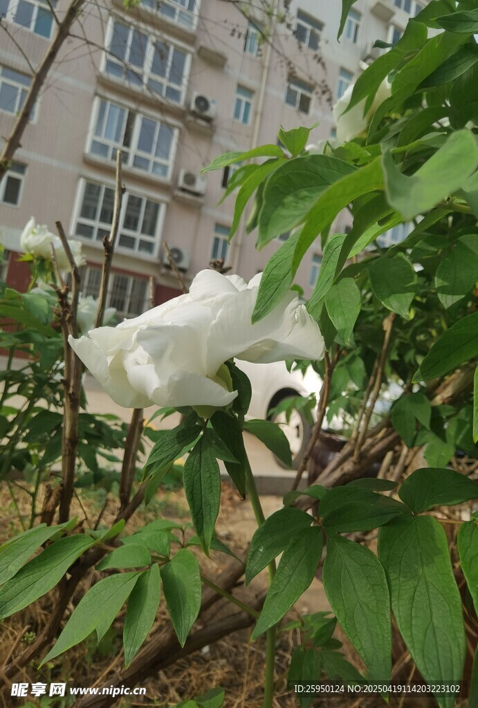 白牡丹