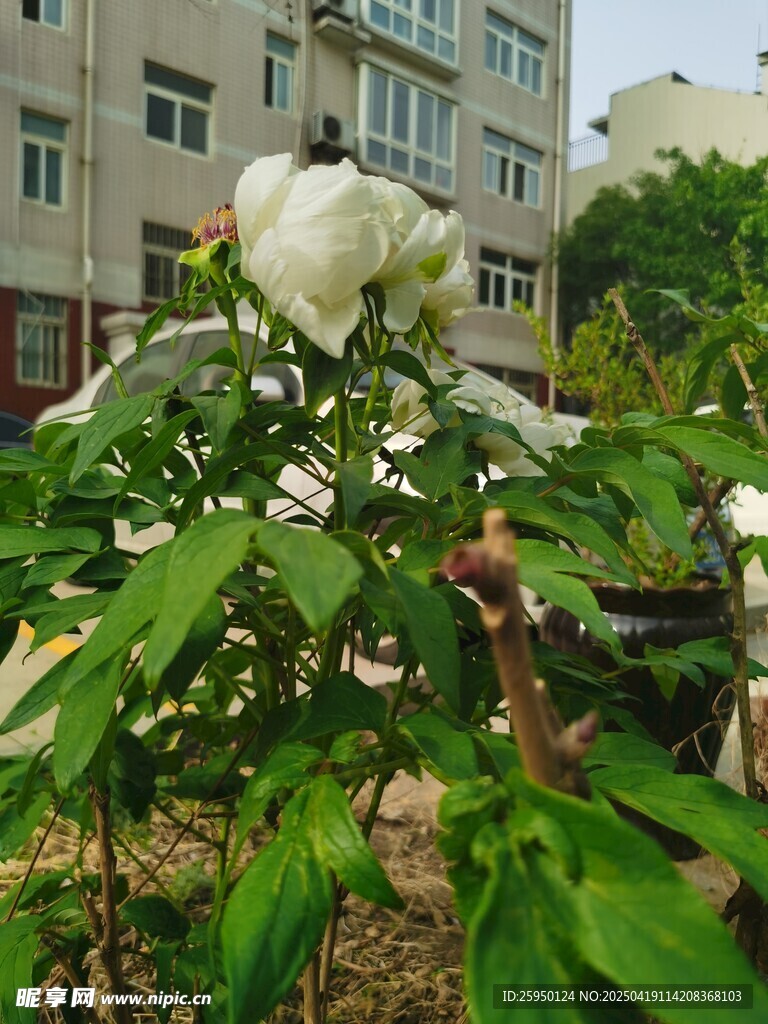白牡丹