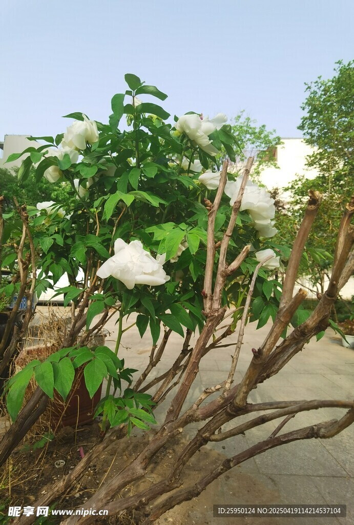 白牡丹