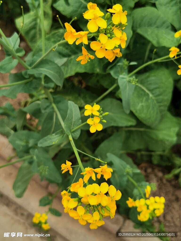 油菜花