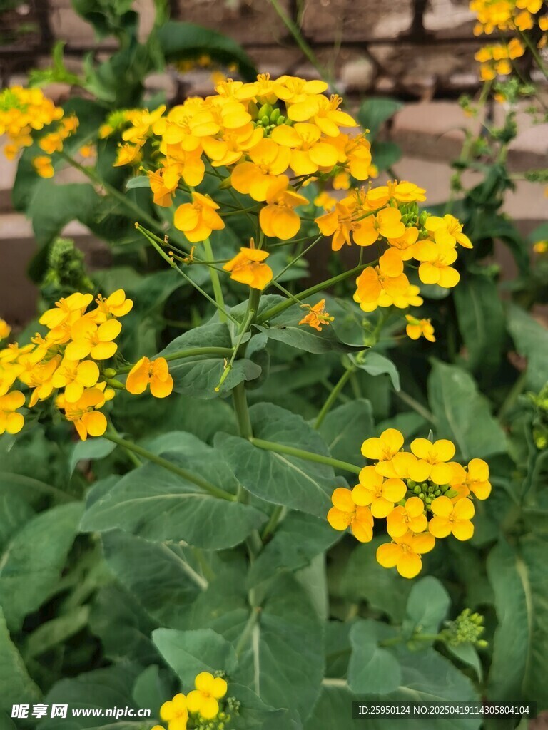 油菜花