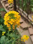 油菜花